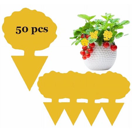 50 Pack Fruit Fly Traps, Sticky Fungus Gnat Traps, Non-Toxic and Odorless Insect Catcher for White Flies, Mosquitos, Fungus Gnats,Flying Insects(Banyan tree)