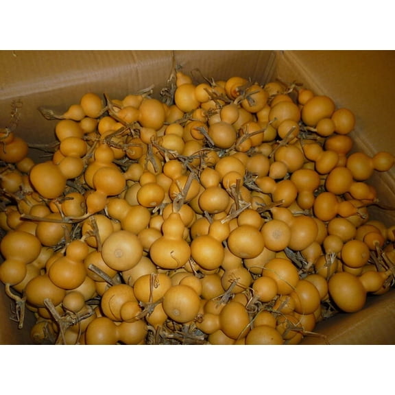 50Pack Mini Natural Dried Bottle Gourds, 46.5 cm Small Dry Gourd Ornaments, Rustic Natural Craft Supplies for DIY Decor, Holiday & Party Decoration