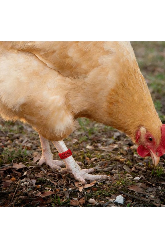 50 Pack Numbered Poultry Leg Bands, 0.6 Inch Plastic ID Rings For Chickens Ducks And Geese, Clip-On Open Identification Tags For 1 To 4 Lbs Birds