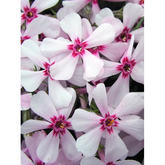 50 Apple Blossom Phlox Seeds – Perennial Garden Flower – Butterfly & Pollinator Friendly Blooms