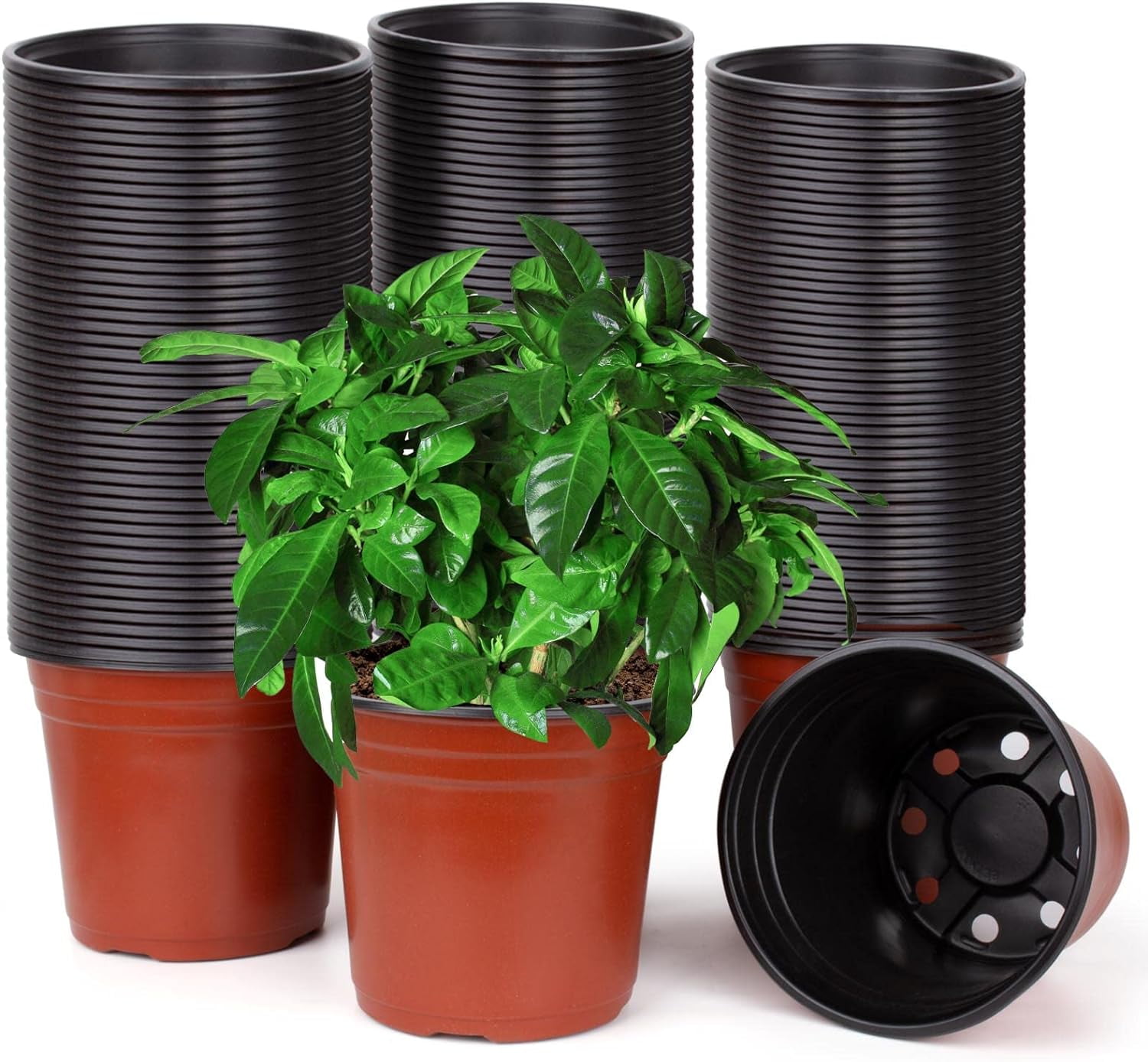 50 Pcs 6" Plastic Plant Flower Pots, Pots for Indoor Plants,Pots Flower Plant Container,Lightweight Seed Starting Pots Nursery Seedlings (6 inch)
