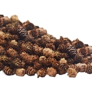 50 Pcs Christmas Natural Mini Pine Cones- 2CM Thanksgiving Small Pinecones Ornaments Vase Fillers for DIY Crafts, Home Decorations, Fall and Christmas, Wedding Decor