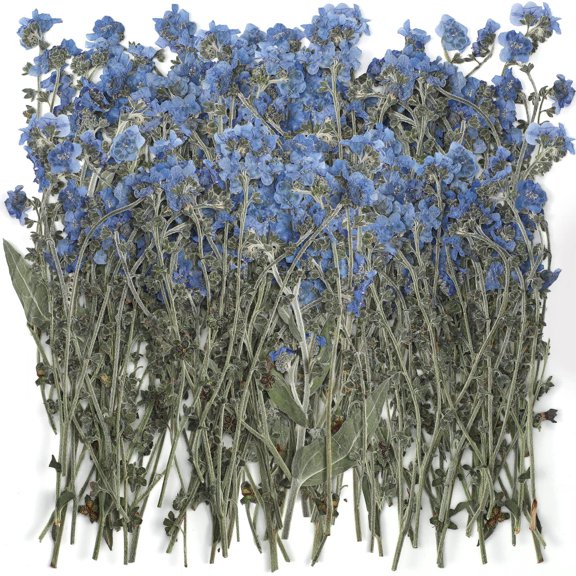 50 Pcs Natural Blue Dried Forget Me Not Flowers Pressed Flower Decor