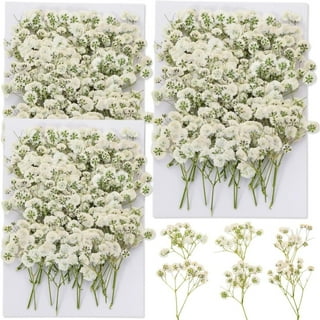 Dried White Flowers