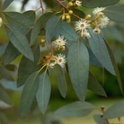 50 Peppermint Eucalyptus Seeds Tree Flower Perennial Flowers Seed 1349