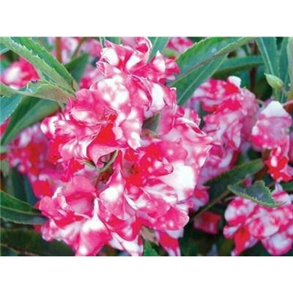 50 Peppermint Stick Impatients Seeds