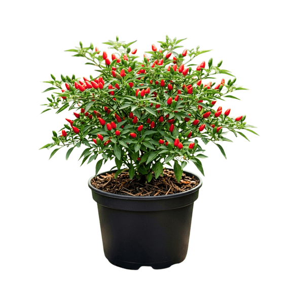 50 Pequin Pepper Seeds for Planting, Pequin Chili Pepper Plant, Grown Vegetables Seedlings