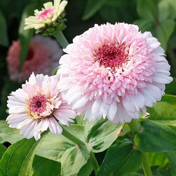 50+Perennial Pink Zinnia Zinderella MMF7 Flower Seeds for Planting