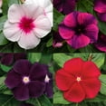 50+Periwinkle Vinca Seed for DHF10 Planting Garden Flowers Ground Cover