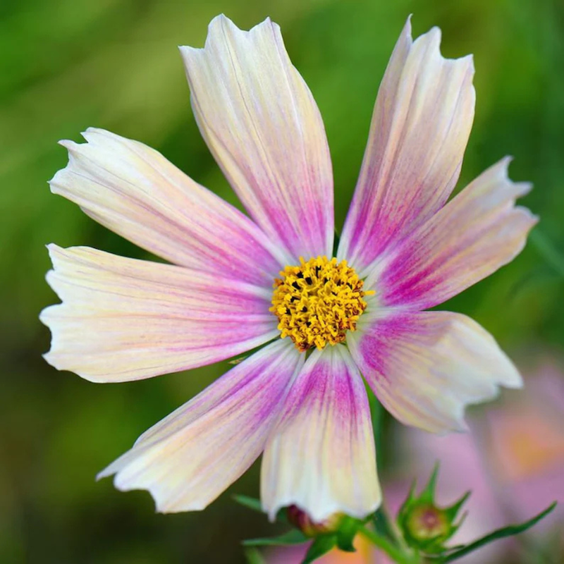 50 Pink Apricot Lemonade Cosmos Seeds