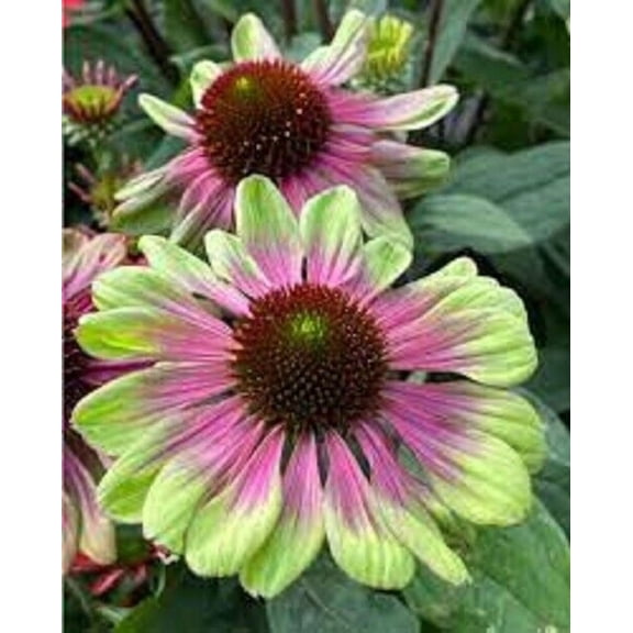 50 Pink Green Coneflower Seeds, Echinacea Perennial Flower Seeds, USA Seller