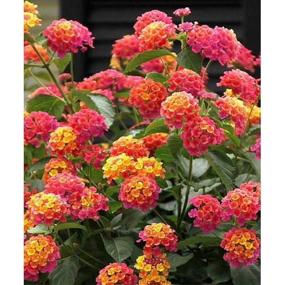 50 Pink Orange Verbena Seeds Flower Seed Flowers Spring Perennial Wildflower 247