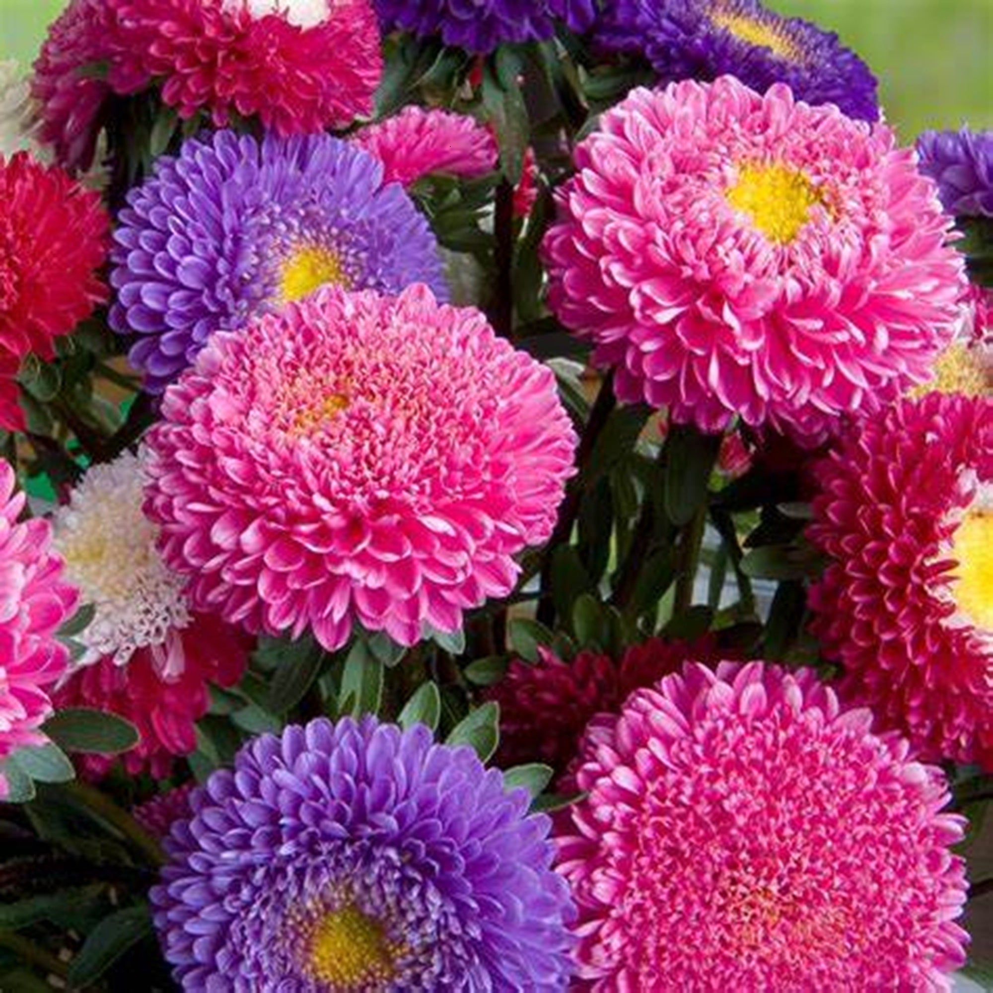 Pink Purple China Aster Flower Seeds, 50 Count, Annual Blooming