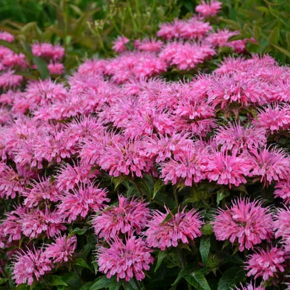 100 Bubble Gum blast Bee Balm Seeds