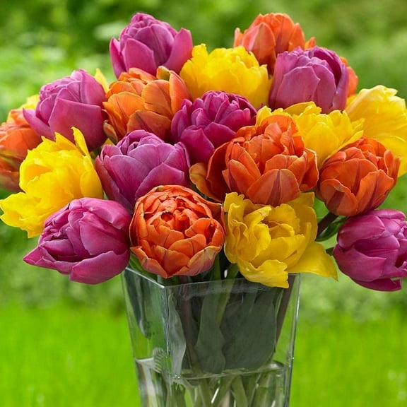50 Pippa Mix Double Tulip Bulbs for Planting - Easy to Grow - Made in USA, Ships from Iowa