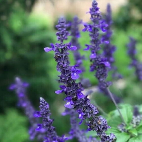 Playin' the Blues Salvia Seeds 50 Perennial Flower Seeds, Pollinator Friendly Garden Plant