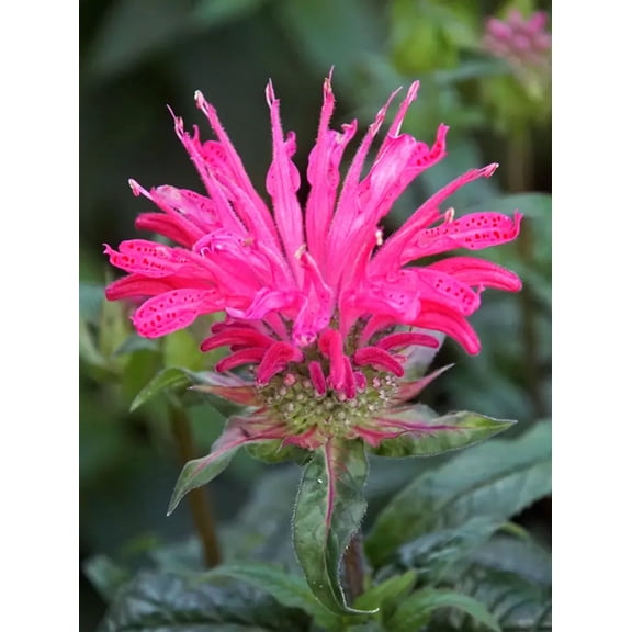 100 Electric Neon Pink Bee Balm Seeds