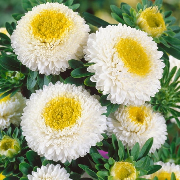 Pom Pom White Aster Flower Seeds 50 Heirloom China Aster Seeds for Garden Beds, Borders & Cut Flowers