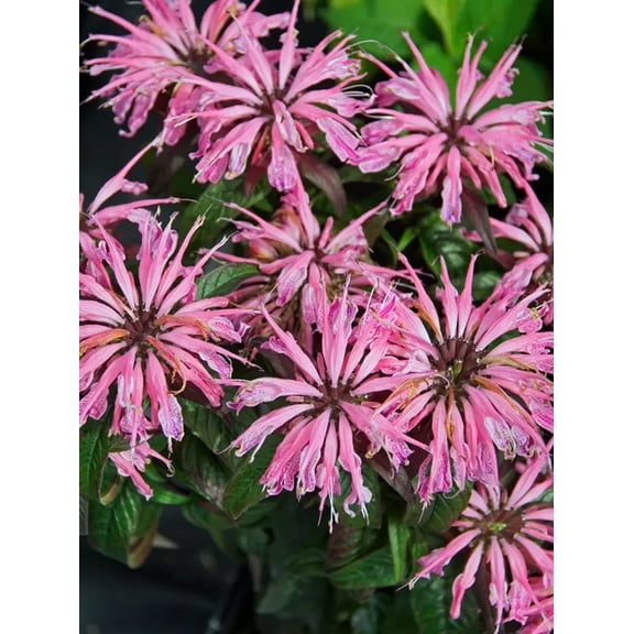 100 Electric Coral Bee Balm Seeds