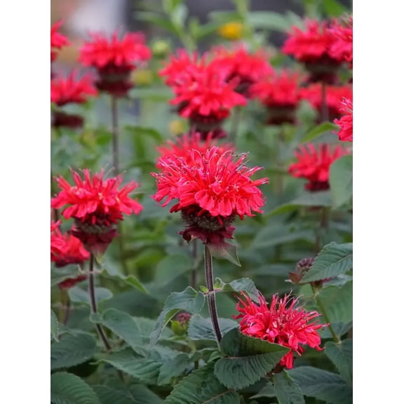 100 Bee Happy Bee Balm Seeds