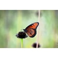 thumbnail image 1 of 50 RAYLESS SUNFLOWER Helianthus Radula aka Pineland or Stiff Sunflower US Native Yellow Purple Brown Flower Seeds, 1 of 2