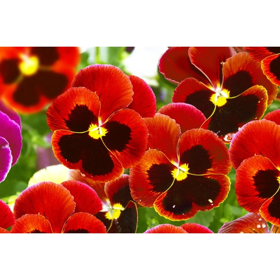 50 RED & BROWN PANSY Violet Viola Wittrockiana Flower Seeds