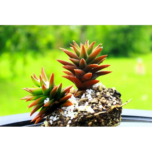 50 ROCK PINE Orostachys Japonica Multicolored Succulent Pink Flower Houseplant Seeds