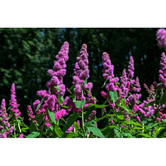 50 ROSE DOUGLAS SPIREA Pink Hardhack Steeple Bush Spiraea Douglasii Flower Shrub Seeds