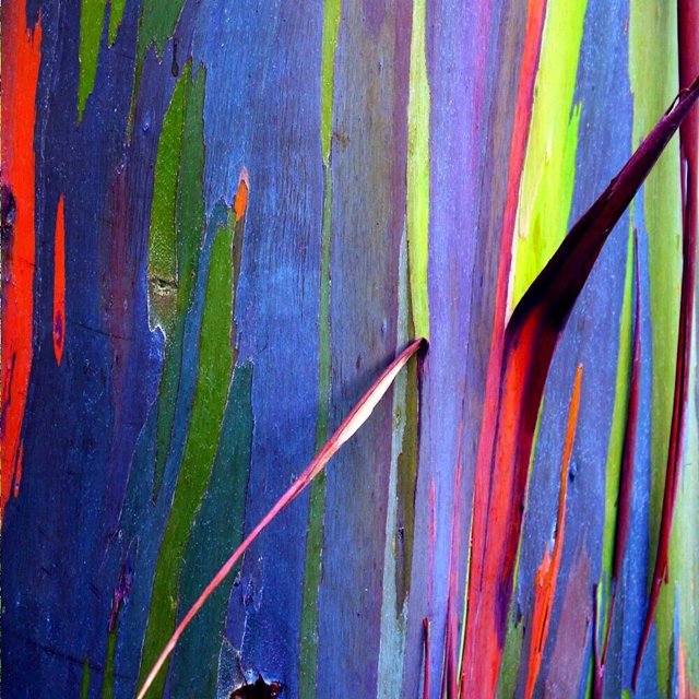 50 Rainbow Eucalyptus deglupta Tree Seeds Fast Tropical Indonesian ...