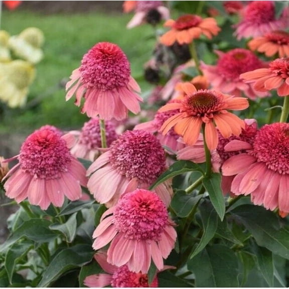 50 Rainbow Sherbet Coneflower Seeds, Echinacea Perennial Flower Seeds, USA