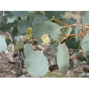 Red Box Eucalyptus Tree Seeds   50 Perennial Flower Seeds for Garden Planting,