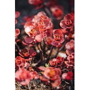 50 Red DRAGONS BLOOD SEDUM Stonecrop Sedum Spurium Flower Seeds