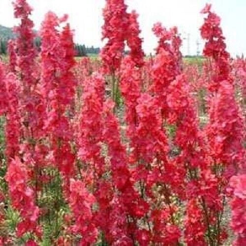 50 Red Delphinium Seeds Tall Perennial Larkspur Flower Colorful Garden Border Plant