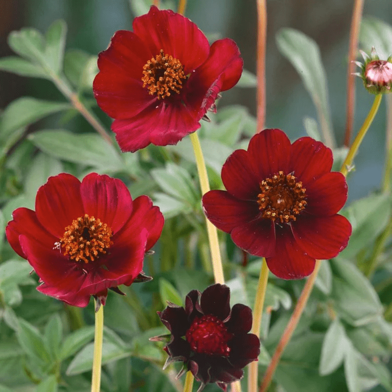 50 Red Futaba Rare Chocolate Cosmos Mix Seeds