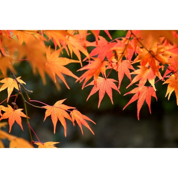 50 Red Maple Tree Seeds | Stunning Red Leaves
