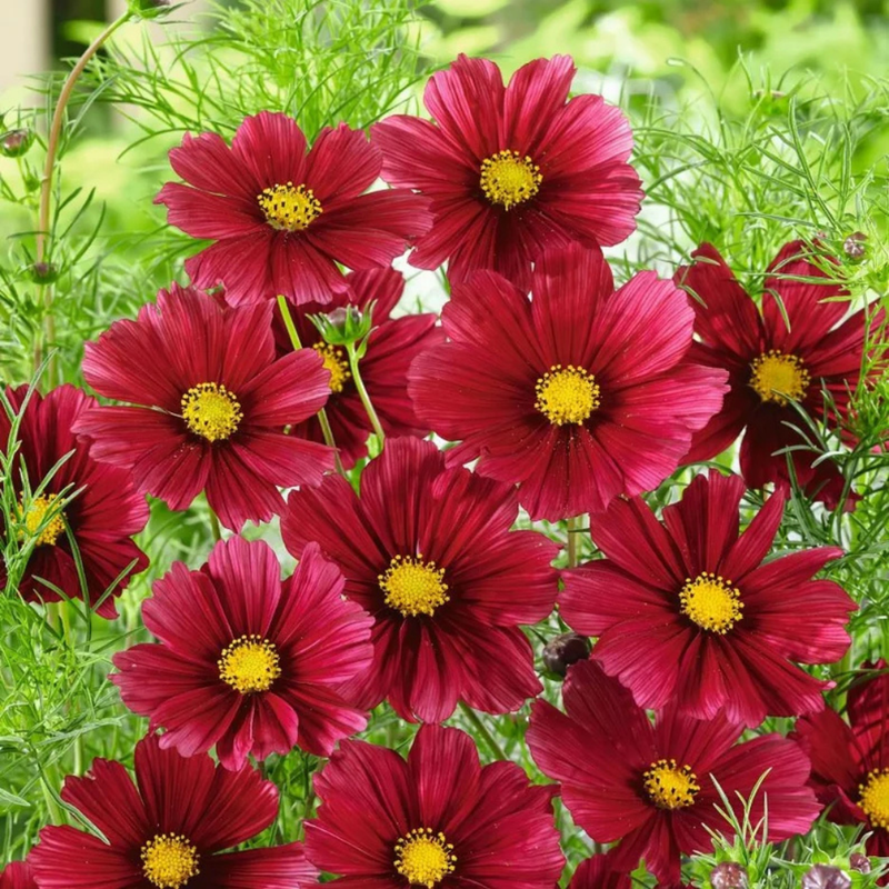 50 Red Rubenza' Cosmos Seeds Flower Seeds