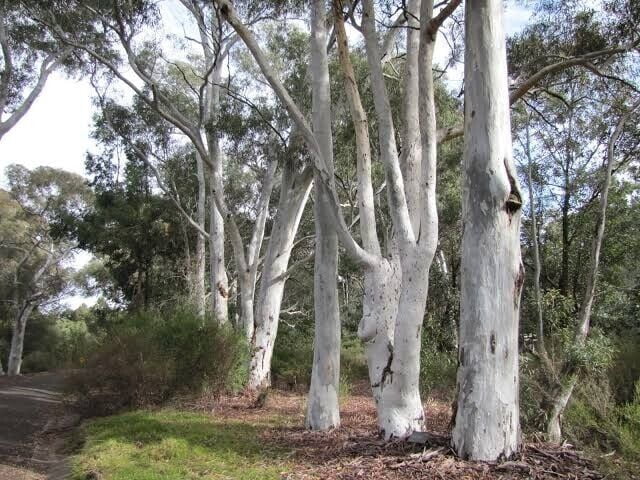 50 Red Spotted Eucalyptus Seeds Tree Flower Perennial Flowers Seed 1346 ...