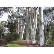 50 Red Spotted Eucalyptus Seeds Tree Flower Perennial Planting Seeds for Garden