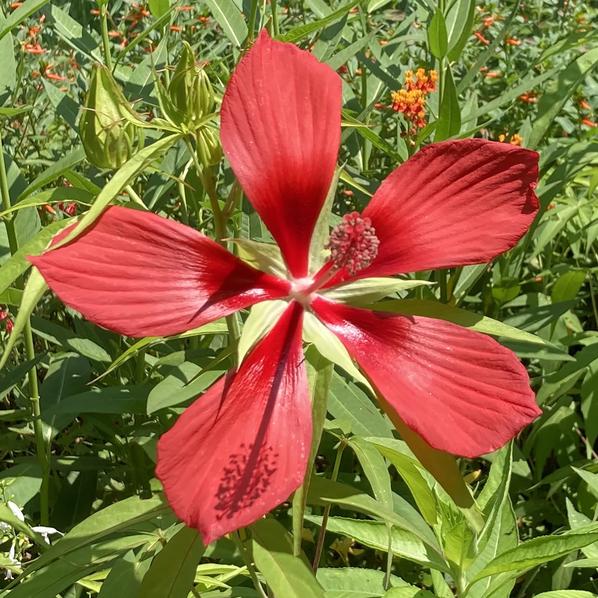 50 Red Texas ZS23 Star Hibiscus Seeds Scarlet Brilliant Hibiscus