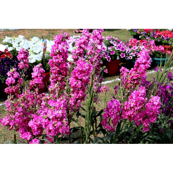 50 Rose PINK STOCK Matthiola Incana Ten-Week Gillyflower Seeds