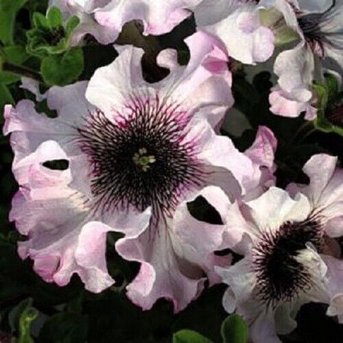 50 Ruffle Pink & White Petunia Seeds Fragrant Double Bloom Petunia Flower Seeds for Garden Beds, Pots & Hanging Baskets