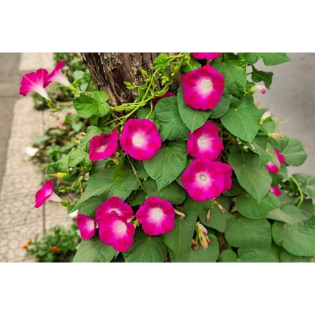 50 SCARLET O'Hara MORNING GLORY Red Ipomoea Nil Flower Vine Seeds