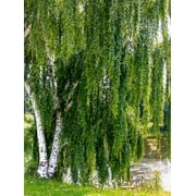 50 SILVER WEEPING BIRCH Tree White European Betula Pendula Alba Seeds
