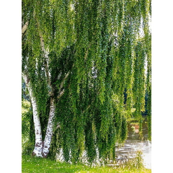 50 SILVER WEEPING BIRCH Tree White European Betula Pendula Alba Seeds