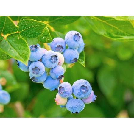 50 SOUTHERN HIGHBUSH BLUEBERRY Pre-Stratified Vaccinium Corymbosum Blue Berry Fruit Bush Shrub Seeds