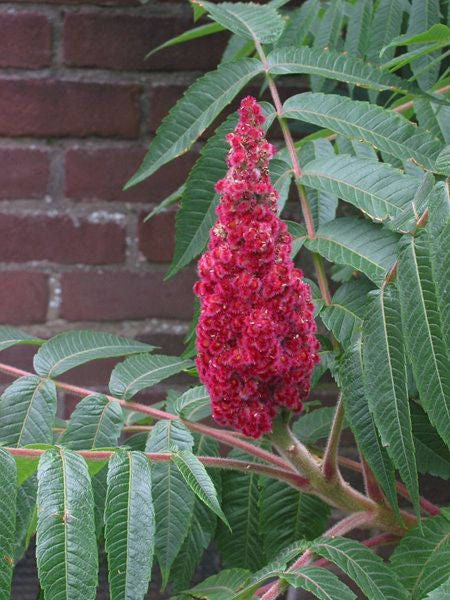 50 STAGHORN SUMAC TREE Rhus Typhina Yellow Flowers Red Berries Seeds