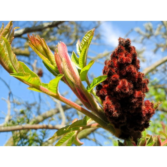 50 STAGHORN SUMAC TREE Rhus Typhina Yellow Flowers Red Berries Seeds