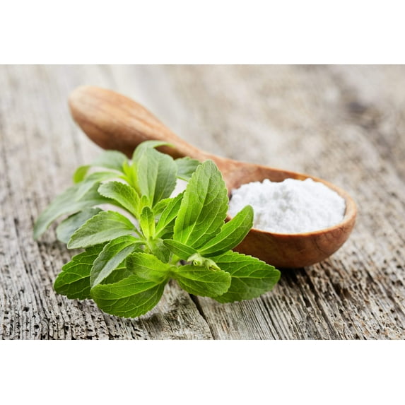 50 STEVIA ( Sweetleaf / Sweet Leaf / Sugarleaf ) Stevia Rebaudiana Sugar Flower Herb Seeds