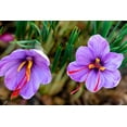 thumbnail image 1 of 50 Saffron Crocus Bulbs for Planting - Crocus Sativus Bulbs, 1 of 4