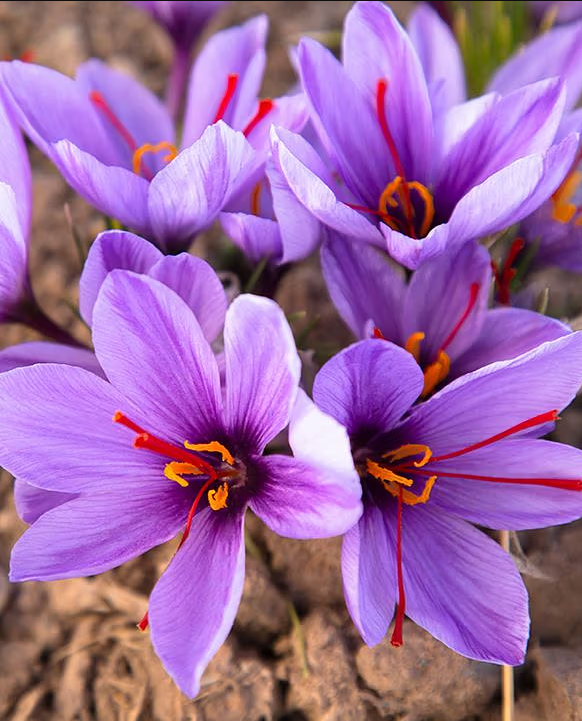 All About Saffron Seeds For Planting + Saffron Seeds Price